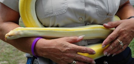 Woman holds pet albino Burmese python at festival in North Florida.. Image shot 2006. Exact date unknown.