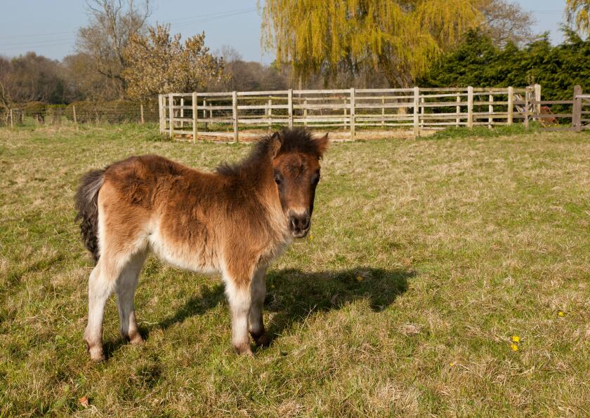A bay coloured Shetland foal standing in a field with a Round Schooling Pen in the back ground