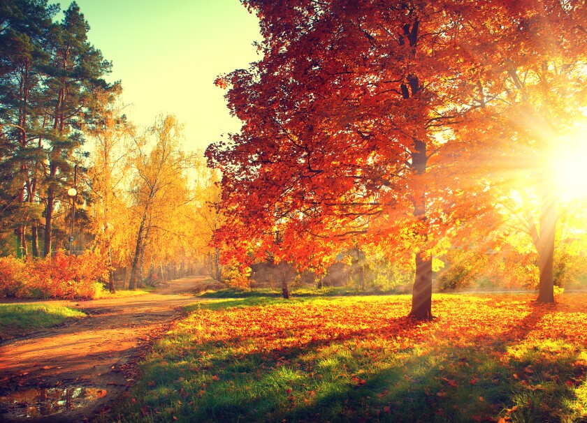 Autumn scene. Fall. Trees and leaves in sun light