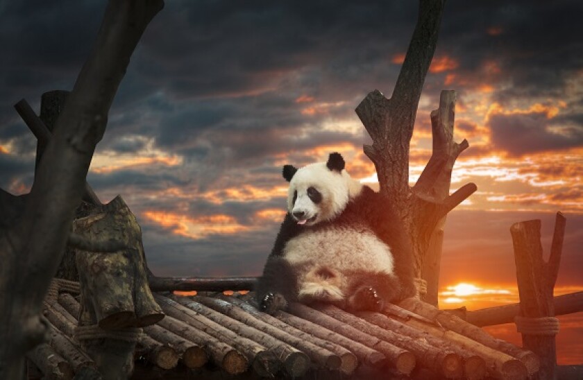 Panda_sunset_adobe_575x375_16Sep20