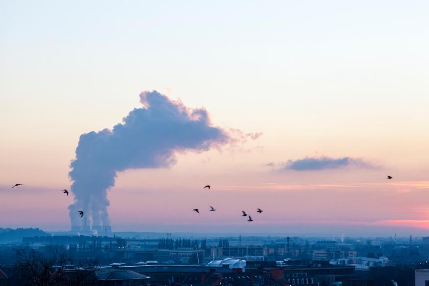 Climate change. Birds flying over Nottingham against an evening sky with greenhouse gas emissions from a power station, Nottinghamshire, England, UK