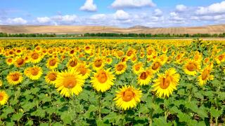 Sunflower field on the Way of Saint James (Camino de Santiago) before Recedilla del Camino, La Rioja, Spain