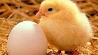 chick