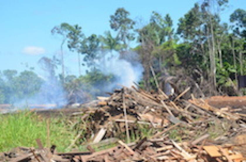 Suriname, forest, Chinese, fire, burning, Paramaribo, LatAm