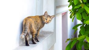 Ginger cat standing on a ledge looking over his shoulder (Wat Atun, Temple of Dawn, Bangkok, Thailand)