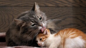 Large gray cat licks a small kitten