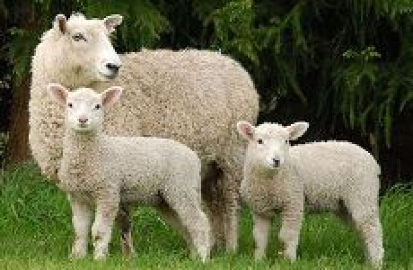 ForFarmers sheep-homebanner 230x150