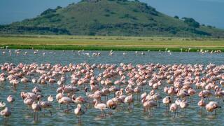 Flamingos in a lake, Amboseli National Park, Kenya, East Africa, Africa