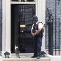 Larry the resident No.10 mouse catcher waiting to be let in by British bobby on Downing Street, Westminster, London, UK