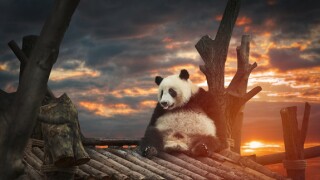 Panda_sunset_adobe_575x375_16Sep20