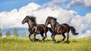 Murghese, Murge Horse. Two black horses sgalloping on a meadow, Germany