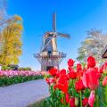 Blooming colorful tulips flowerbed at the public flower garden with windmill. Lisse, Holland, Netherlands.