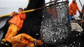 Pesquera Exalmar, Peru, fish, anchovies, anchovy