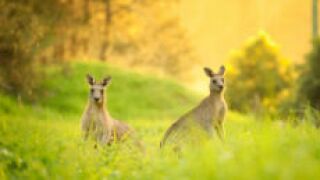 kangarooz_fotolia_230x150