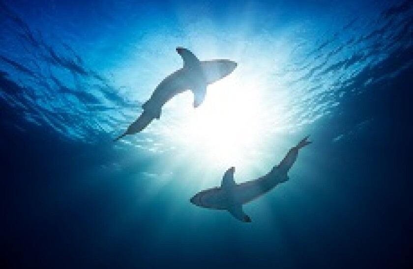 Sharks_circle_Fotolia_230x150