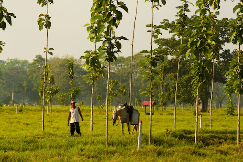 Sucre, Sincelejo, Colombia, Caribbean, cow, campesino, LatAm, 575