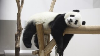Panda_China_Adobe_575X375_11Sep20