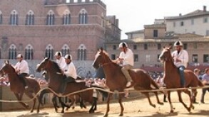 Palio Horse Race Siena