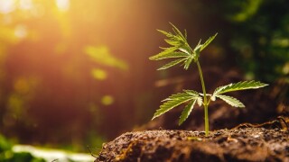 Bush marijuana cannabis on blurred background at sunset.