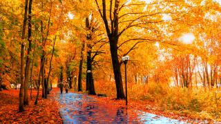 Autumn leaves_29Aug23_alamy