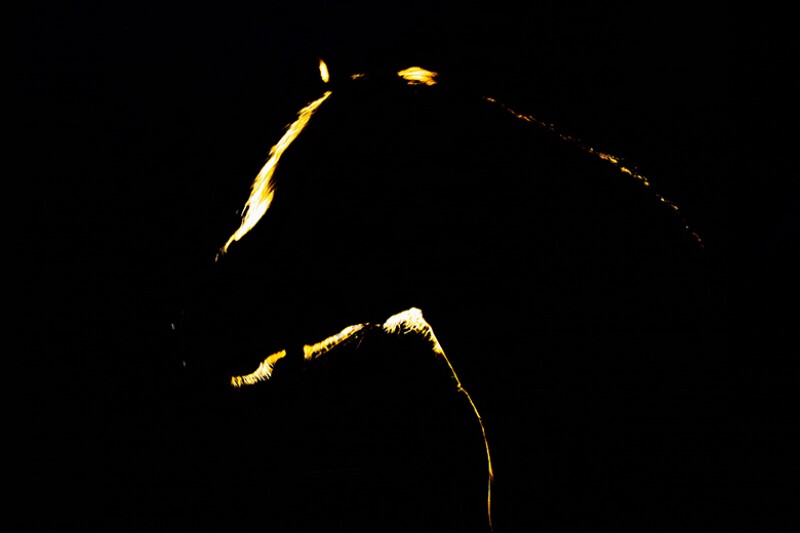 dark-horse-silhouette-780.jpg