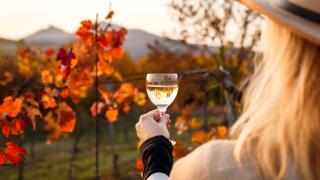 Woman examining white wine in wineglass through sunlight during sunset. Vintner drinking wine after successful grape harvest at autumn