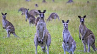 Kangaroos 230x150