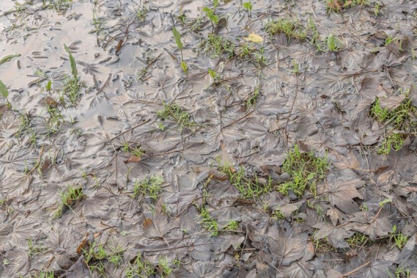 Soggy ground from Alamy 18Jan22 575x375