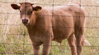 Bull calf in a field behind a page wire fence