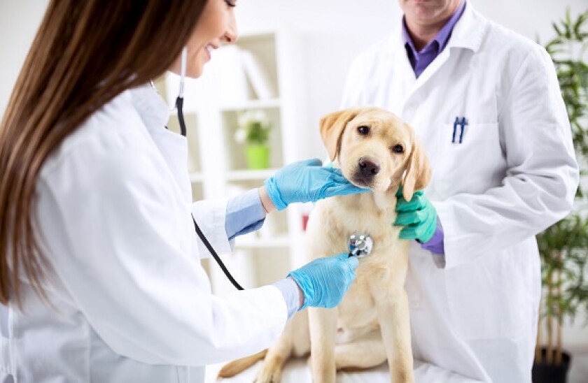 Vet_puppy_Adobe_575x375.jpg