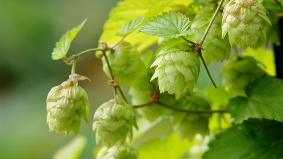 Hops flowers. Flowers of Hops Golden Tassel, ready for picking for use in the beer making process. UK
