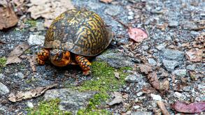 Tortise Guarding the trail