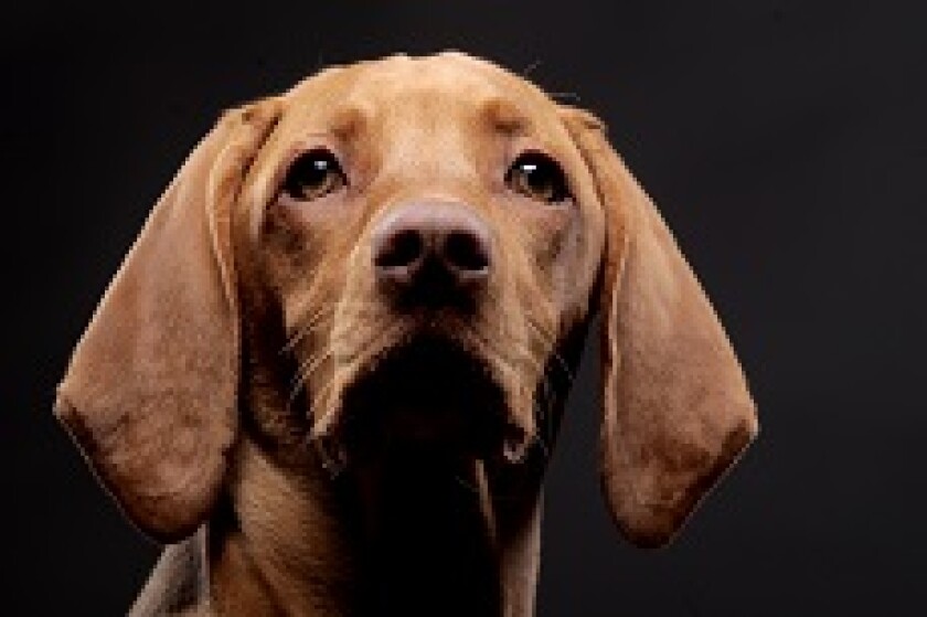 Dog pet from Fotolia 230x150