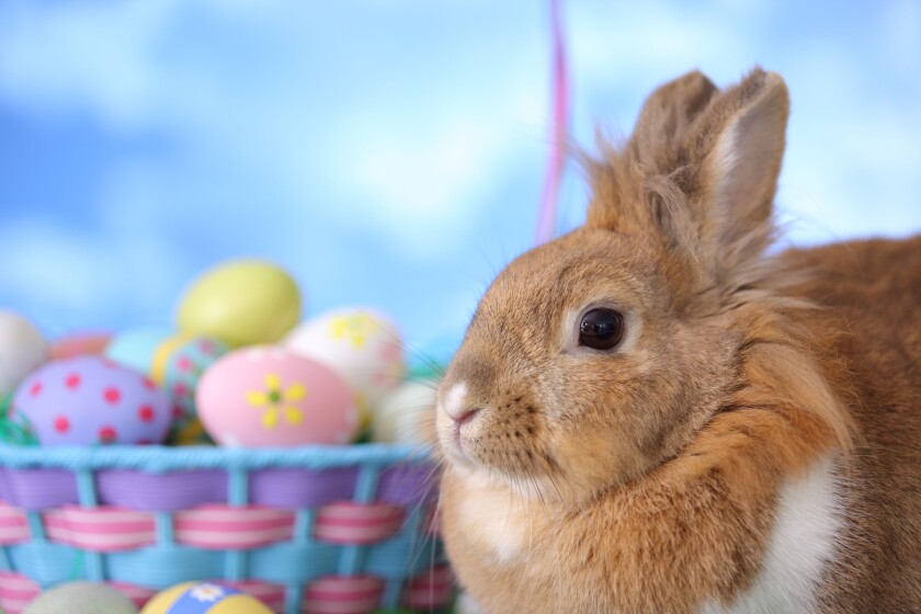 Easter Bunny HiRes 575