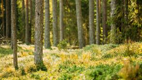 Pine Trees Trunks. Woods In Coniferous Forest. Autumn Pinewood, Evergreen Pines