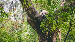 Panda_on_tree_575px_adobe_28Apr2020