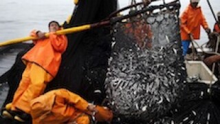 Pesquera Exalmar, Peru, fish, anchovies, anchovy