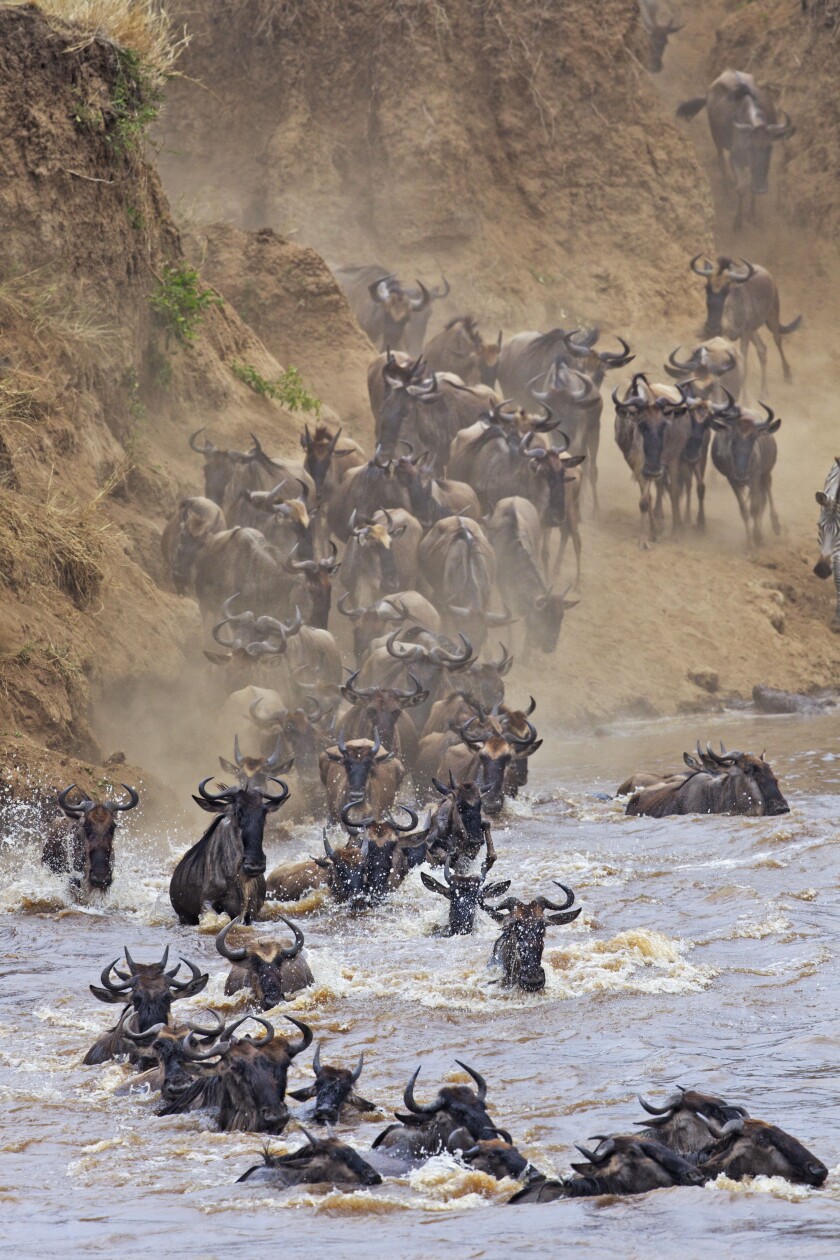 Blue Wildebeest (Connochaetes taurinus) crossing the Mara River