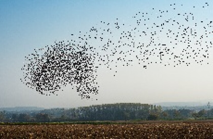 starlings_Adobe_230x150