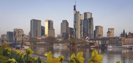 The daffodils on the banks of the Main start to bloom in front of Frankfurt's banking skyline, Frankfurt am Main, Hesse, Germany