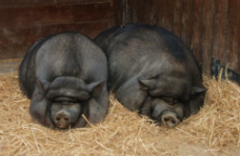 black pigs_230px