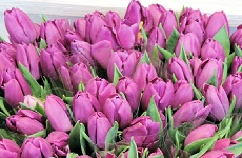 purple tulips