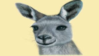 kangaroo_fotolia_230x150