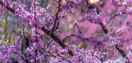 Spring blossoms in colorful display at Historic Oakland Cemetery in Atlanta, Georgia. (USA)