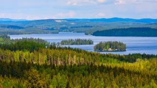 green forest hires 575