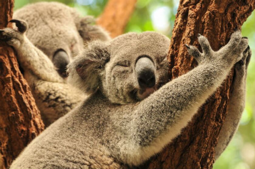 koala-for-ifis.jpg