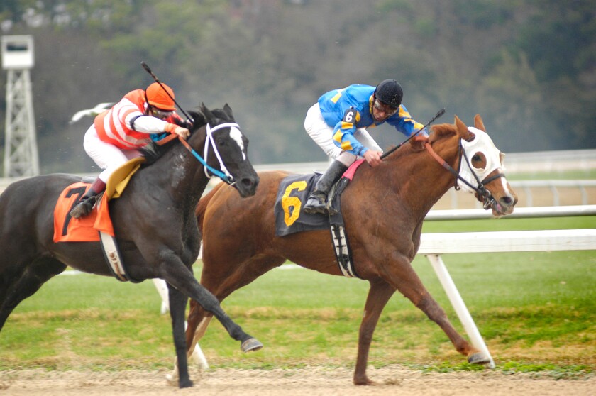 Thoroughbred Horse Race Tampa Bay Downs Florida