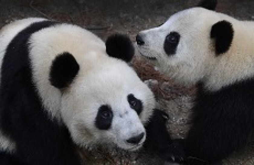 Two_Pandas_Wuhan_PA_230X150_16Mar20