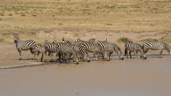 Zebras at watering hole, Serengeti National Park, Tanzania