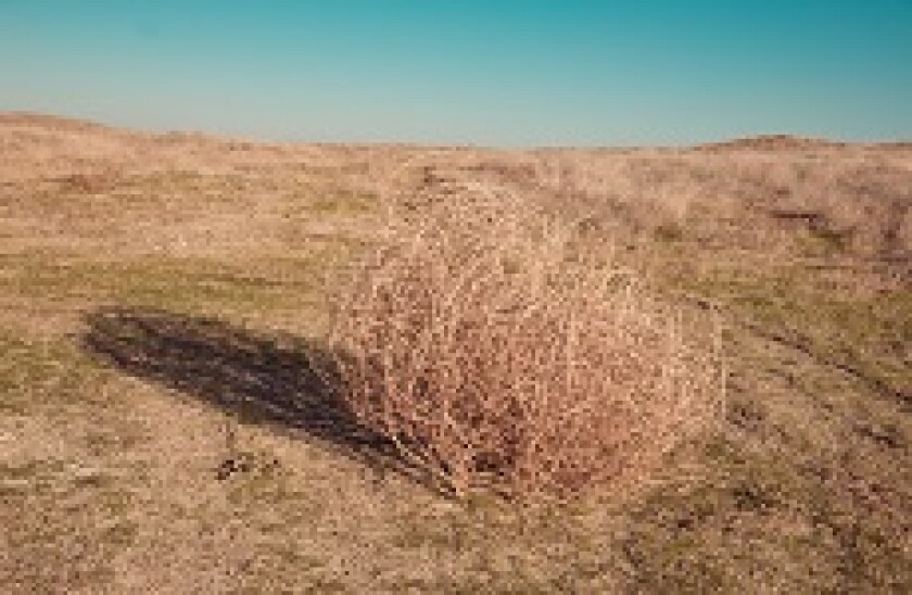 Tumbleweed_Fotolia_230x150